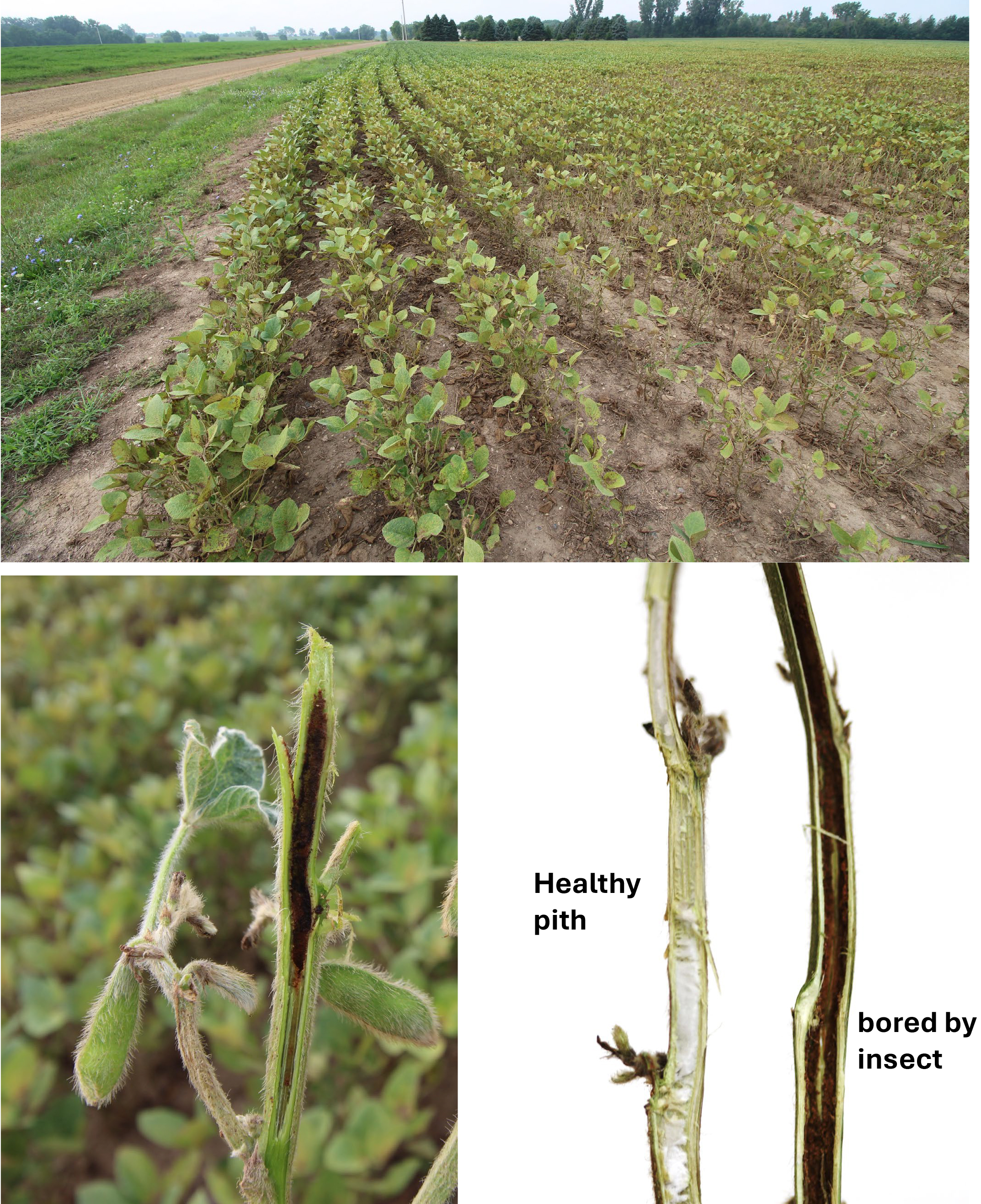 A yellowish soybean field, a closeup of a soybean stem cut open, and two soybeans cut in half.